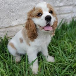 Cocker Spaniels from Fonzsteel American Cocker Spaniels
