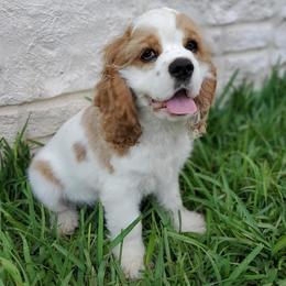 Cocker Spaniels from Fonzsteel American Cocker Spaniels