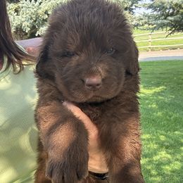 Blue Boy - Brown male Newfoundland puppy in Buhl, Idaho from Blue Heart Kennel