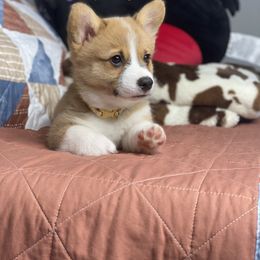 Pembroke Welsh Corgi Puppies from Morning Glory Corgis