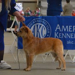 Australian Cattle Dog and French Bulldog Puppies from Sugarloaf French bulldogs and Australian cattle dogs