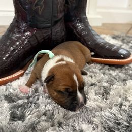 Boy 1 (mint green) - Red and white male Staffordshire Bull Terrier puppy in Lakeland, Florida from English Creek Staffords