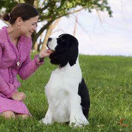 English Springer Spaniel All Grown Up from Solaire Springers