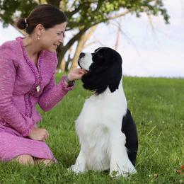 English Springer Spaniel All Grown Up from Solaire Springers