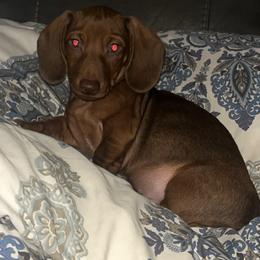 Brownie - Red male Dachshund puppy in Dayton, Ohio from Mrs. Tucks Waggin’ Weenies