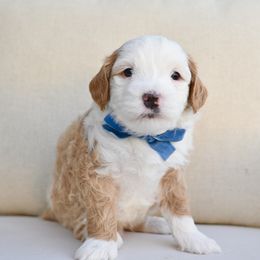 Buster - Brown and white male Bernedoodle puppy in North Ogden, Utah from Bourbon Bernedoodles