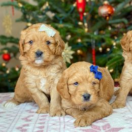 Cavalier King Charles Spaniel and Cavapoo Puppies from Red Skye Cavaliers and Cavapoos