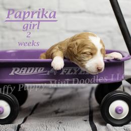 Paprika (lavender collar) girl - Red  female Goldendoodle puppy in Corona, California from Fluffy Puppy Mini Doodles LLC