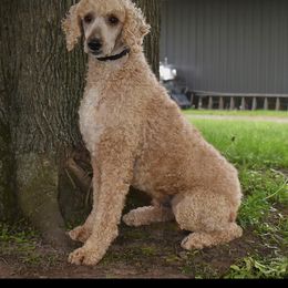 Bo - Poodle