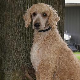 Bo - Poodle
