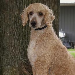 Bo - Poodle