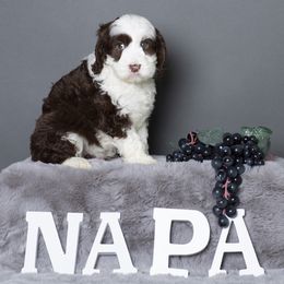 Australian Labradoodle Puppies from Napa Valley Australian Labradoodles