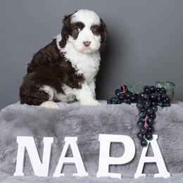 Australian Labradoodle Puppies from Napa Valley Australian Labradoodles