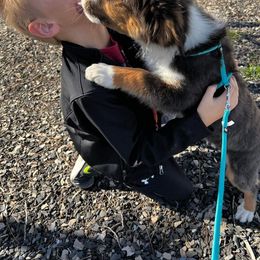 Australian Shepherd and Miniature Australian Shepherd Puppies from Donaldson Aussies