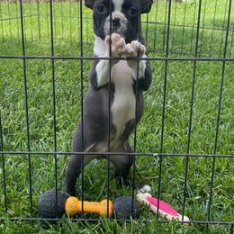 Joy - Black brindle and white female Boston Terrier puppy in Fillmore, Illinois from Wind Hill Puppies
