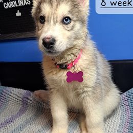 Siberian Huskies from Regal Huskies of the Carolinas