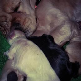 Cocker Spaniel Puppies from Top Notch Sporting Dogs