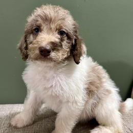 Donner - Parti male Labradoodle puppy in Candler, North Carolina from Maple Bakin’ Doodles