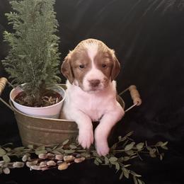 Red- Mötley - White and orange male Brittany puppy in Chehalis, Washington from Black River Brittany’s