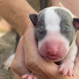 Boy 1 - Blue Italian Greyhound puppy in Myrtle Creek (3 Hr South Of Portland), Oregon from Ziggy's Iggys Northwest