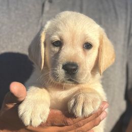 Boy 2 - Yellow male Labrador Retriever puppy in Gerber, California from In The Zone Dog Training and Breeding