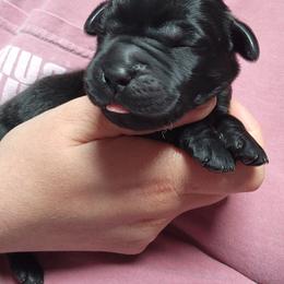 Boy 3 - Black male Labrador Retriever puppy in Saunemin, Illinois from Shooting Star Labs
