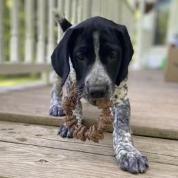 German Shorthaired Pointer Puppies from Thunder Mountain Gun Dogs