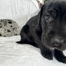 Great Dane Puppies from Denver Danes