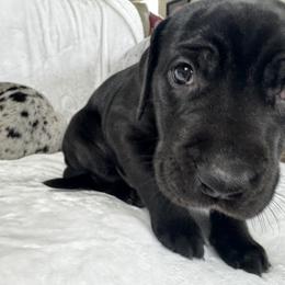 Great Dane Puppies from Denver Danes