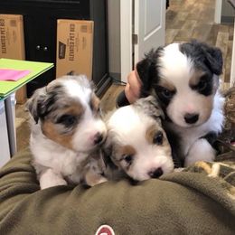 Miniature American Shepherd Puppies from Rocking J Miniature American Shepherds
