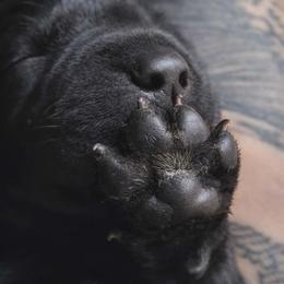 Teal girl - Black female Labrador Retriever puppy in Nacogdoches, Texas from Westlane Dogs