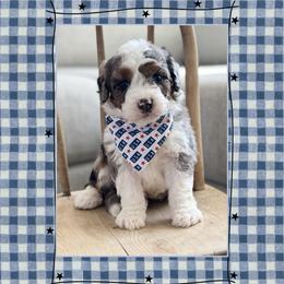 Brave - Blue merle male Bernedoodle puppy in Central, Arizona from Cotton Lane Puppies