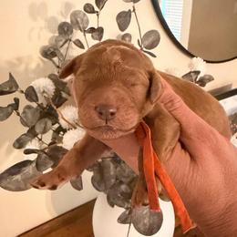 Ginger - Red  female Goldendoodle puppy in Covington, Louisiana from MyKy Puppies