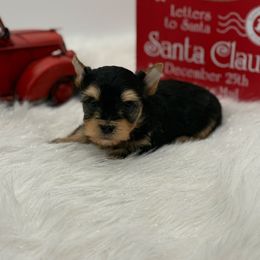 Kash - Black and tan male Yorkshire Terrier puppy in Benton, Illinois from Furry Tailz Yorkies