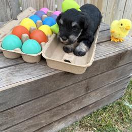 Green boy - Black and silver male Miniature Schnauzer puppy in Garrison, Texas from RNH Schnauzers