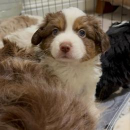 Drift - Red tri female Miniature Australian Shepherd puppy in Shingletown, California from Whiskeytown Aussies