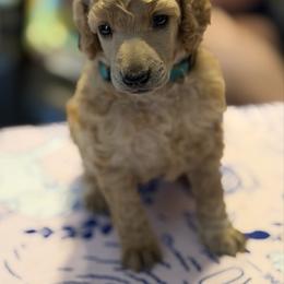 Bliss - Apricot female Poodle puppy in Brooksville, Florida from Ariella Standard Poodles & Chinese Cresteds