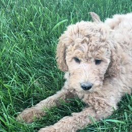 Green Boy - Cream Goldendoodle puppy in Winters, California from 7HL Doodles