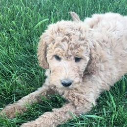 Green Boy - Cream Goldendoodle puppy in Winters, California from 7HL Doodles