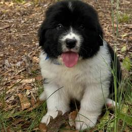 Junior OFA - White and black male Newfoundland puppy in Falmouth, Michigan from Dyer Lake Newfoundland’s