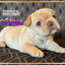 Three's Company, Chrissy Snow - Cream female French Bulldog puppy in Salem, Oregon from Toy House Frenchies