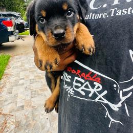 Purple Girl - Black and mahogany female Rottweiler puppy in Humble, Texas from Inexorable Haus Early Rotts