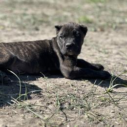 Boy 2 - Chestnut brindle male Cane Corso puppy in Sandia, Texas from OneTime Cane Corso