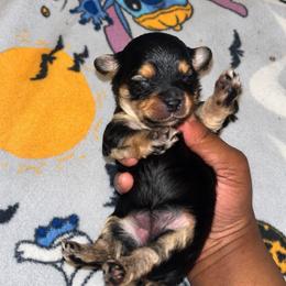 Mary Ann 2500 - Black and tan female Yorkshire Terrier puppy in Gastonia, North Carolina from Banks Dynasty Kennel