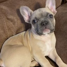 French Bulldogs and Pomeranians from P3 POM’S AND PUPPIES