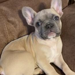 French Bulldogs and Pomeranians from P3 POM’S AND PUPPIES