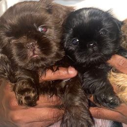 Shih Tzus from Happy Scout's Shih Tzu's