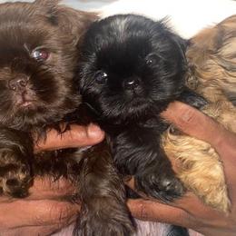 Shih Tzus from Happy Scout's Shih Tzu's