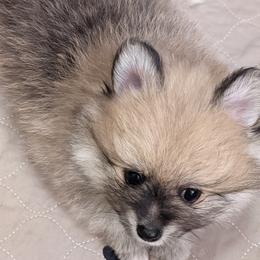 Pomeranian Puppies from Passionate PomPoms