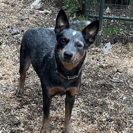 Meridian - Australian Cattle Dog
